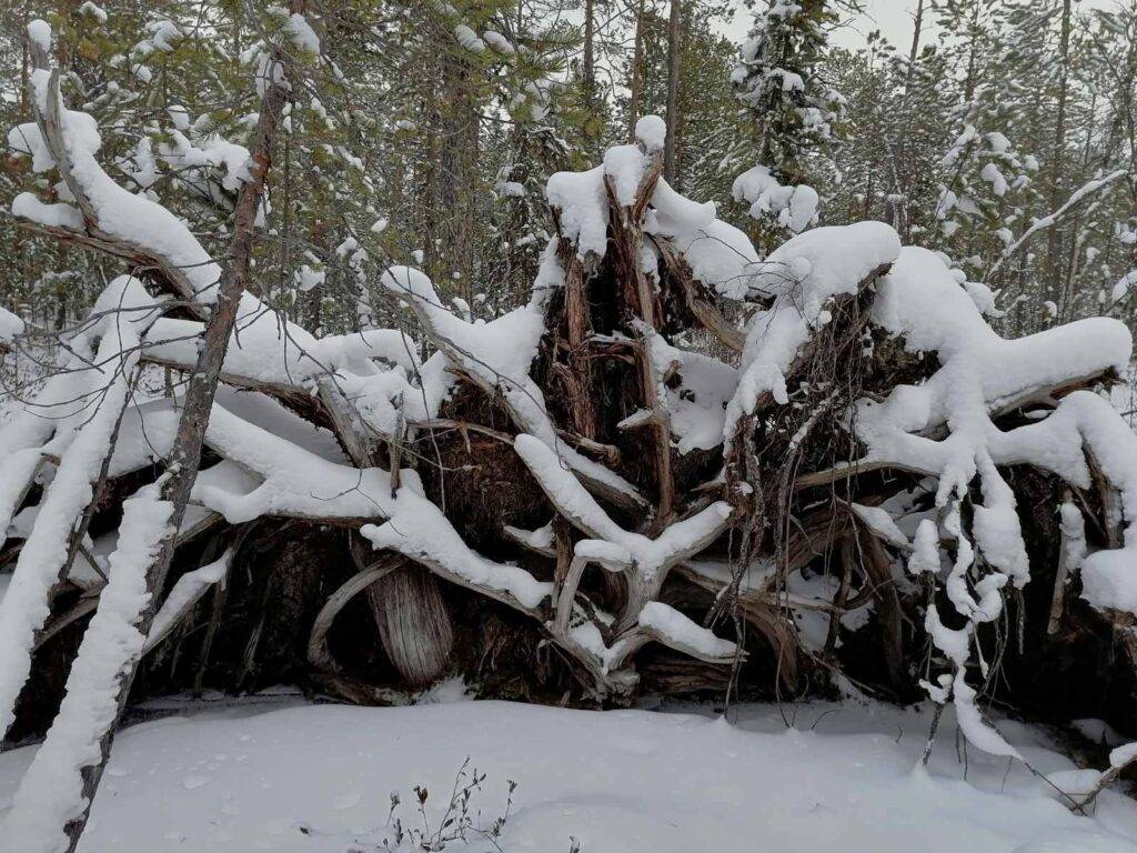 Поиски бойко е.в 63